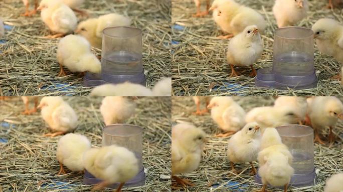 小鸡宝宝喝水小鸡宝宝喝水