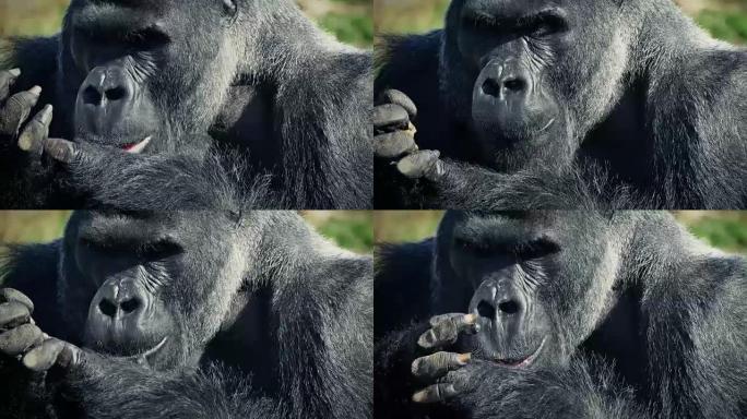银背大猩猩用手吃饭
