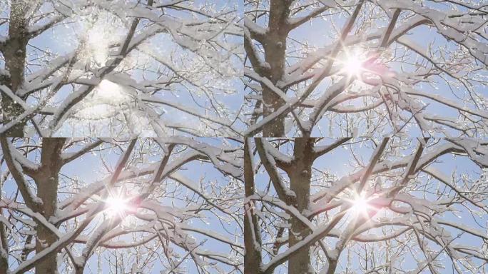 特写: 闪闪发光的雪花从树上掉下来，在晴朗的蓝天下