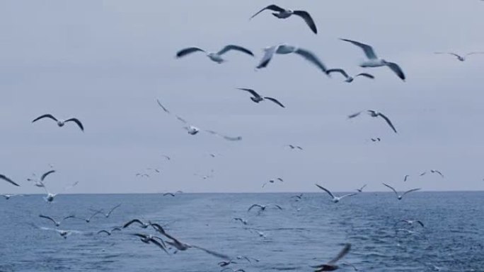 一群海鸥飞过大海寻找食物