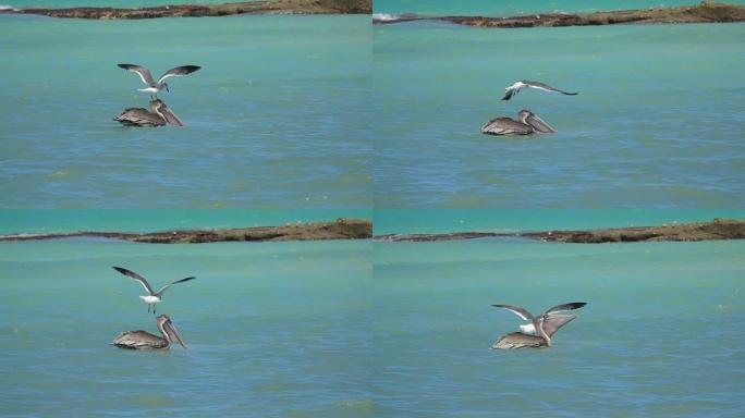 慢动作: 烦人的海鸥刺激鹈鹕试图降落在他的头上