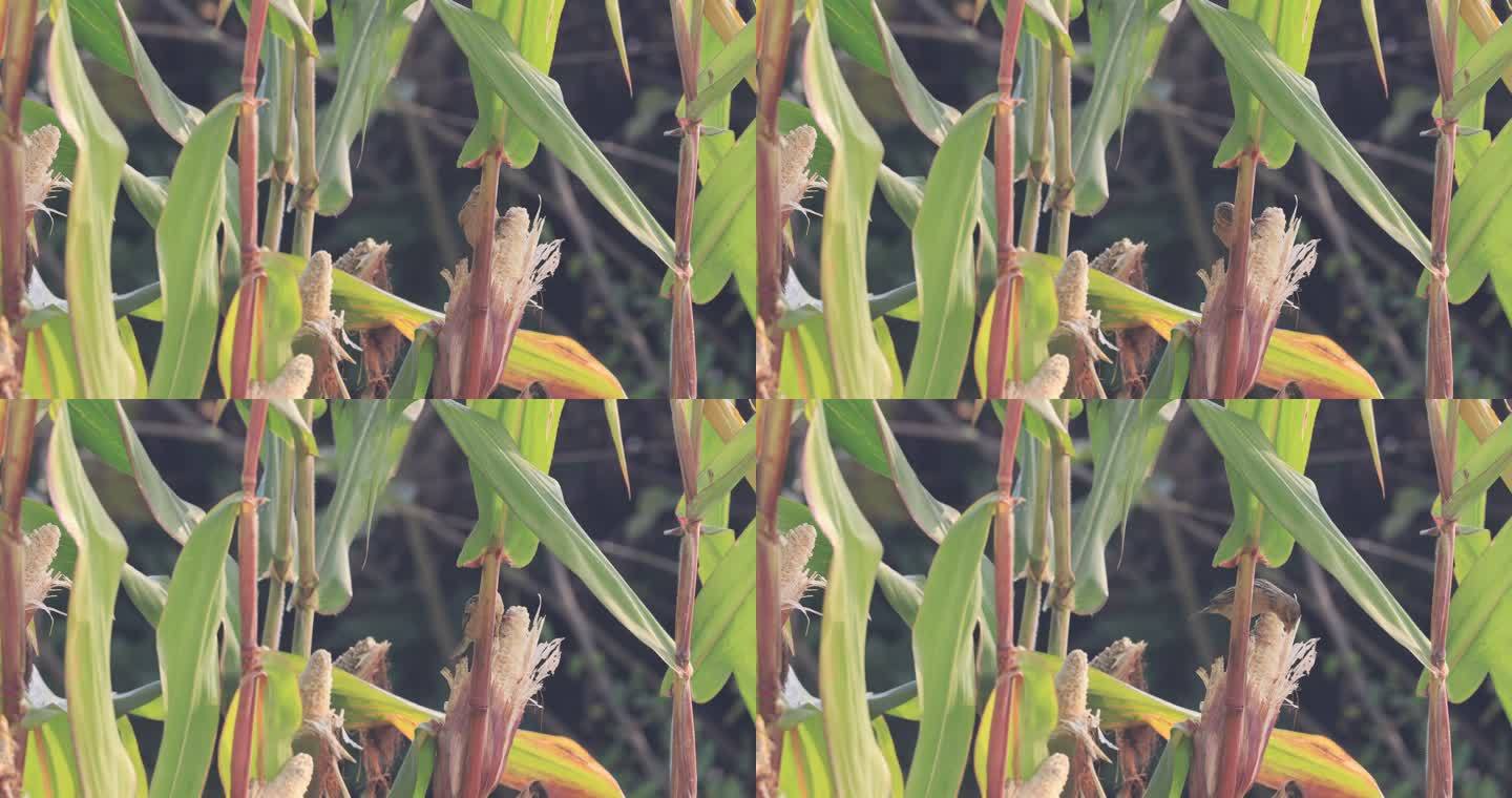 织布鸟偷食玉米