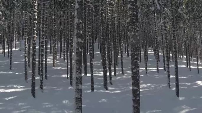 特写: 在令人惊叹的冬季林地中，无数狭窄而高大的云杉树干