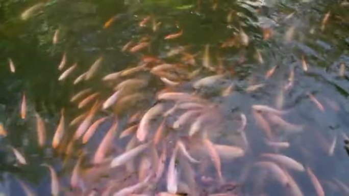 鱼大池中许多美丽的金色锦鲤鱼的镜头
