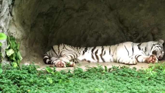 白虎沉睡