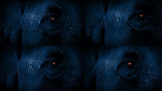 大象的脸在黑暗中发光