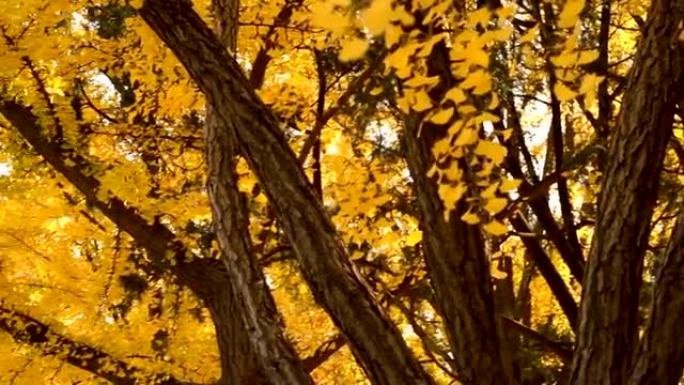 森林中的秋叶季节
