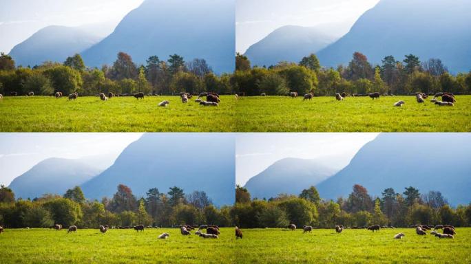 绵羊在牧场上放牧和休息，背景是山