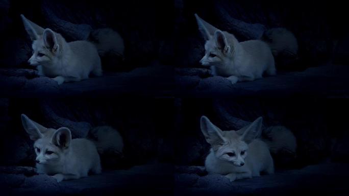 洞穴狐狸在夜间倾听危险