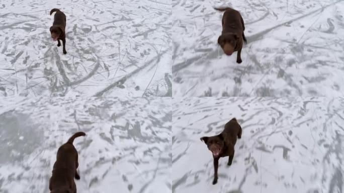 4k无人机视点棕色狗在冰上对着摄像机奔跑和跳跃，实时