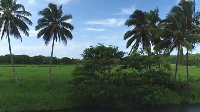 空中: 飞越河流和阳光明媚的夏威夷岛郁郁葱葱的棕榈树冠层