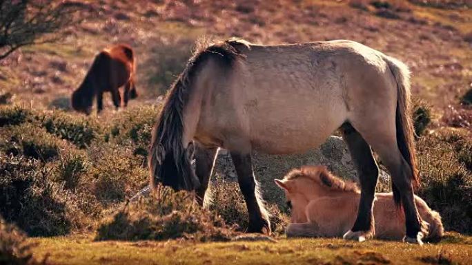 小马驹躺在日落时放牧的母亲旁边