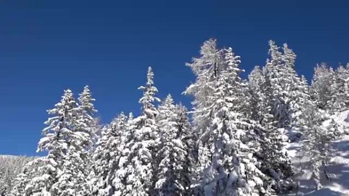 空中: 覆盖云杉和陡峭山坡的新鲜雪毯