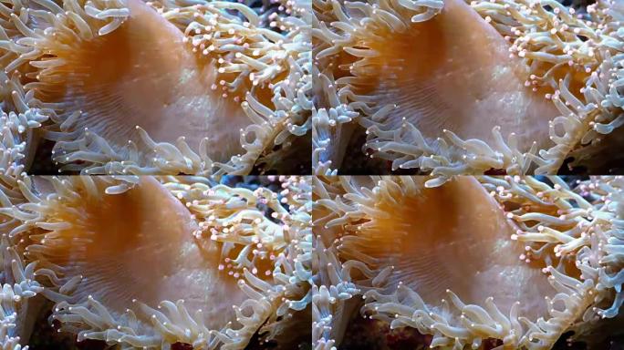 有触角的珊瑚礁生物