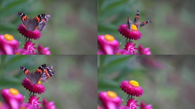 4k的蝴蝶吃花粉花。