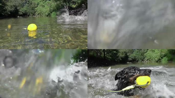 慢动作特写: 精力充沛的小狗跑进河里，把水溅到镜头上