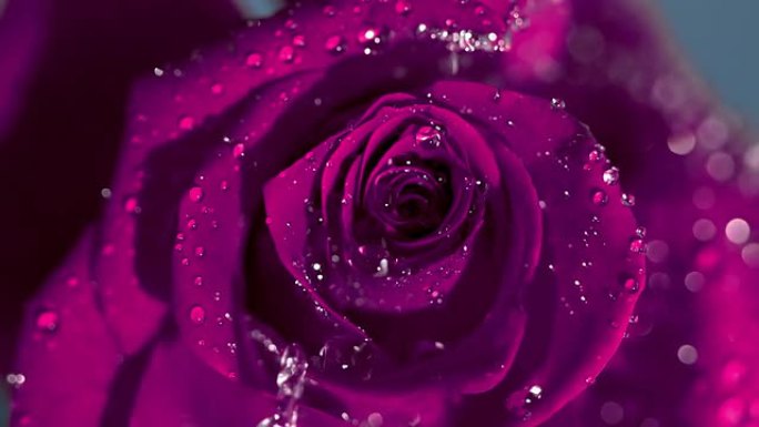 雨滴滴在粉红色玫瑰上的特写镜头