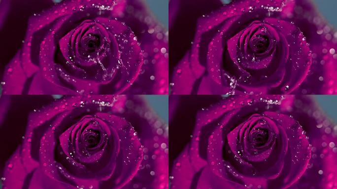 雨滴滴在粉红色玫瑰上的特写镜头