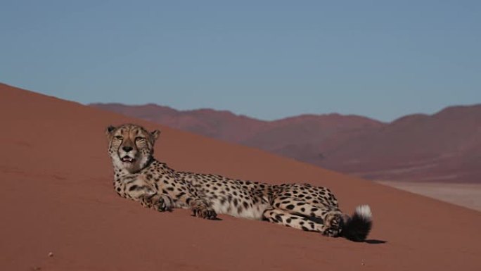 4k猎豹躺在纳米布沙漠的红色沙丘上