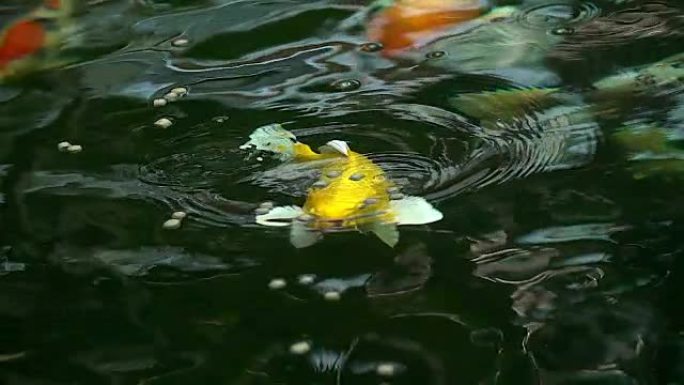 美丽的锦鲤鱼在池塘里游泳和吃食物的慢动作。