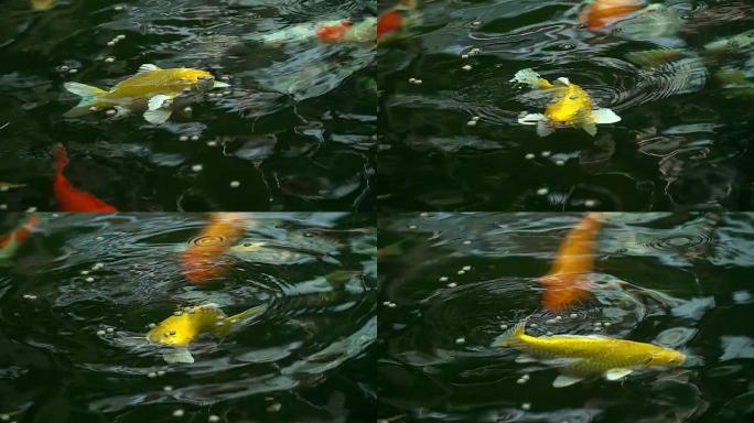 美丽的锦鲤鱼在池塘里游泳和吃食物的慢动作。