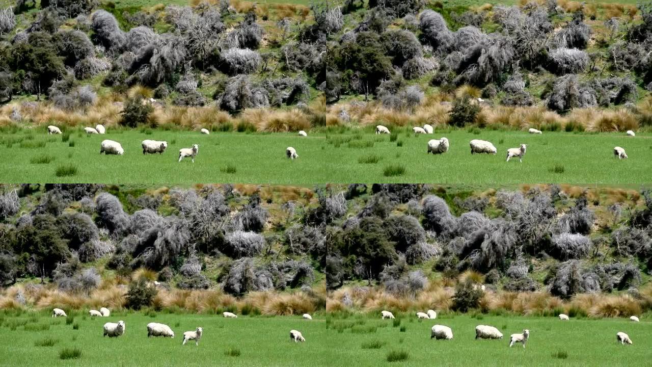 新西兰大自然中的绵羊