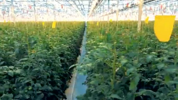 在宽敞的温室中生长的番茄幼苗的人工林