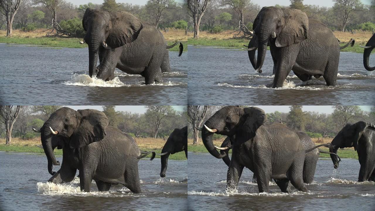 大象表现出攻击性姿势的慢动作。博茨瓦纳