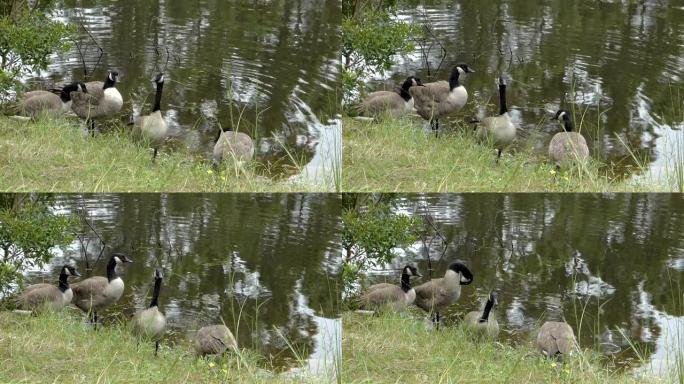 池塘边的四只鹅池塘边的四只鹅