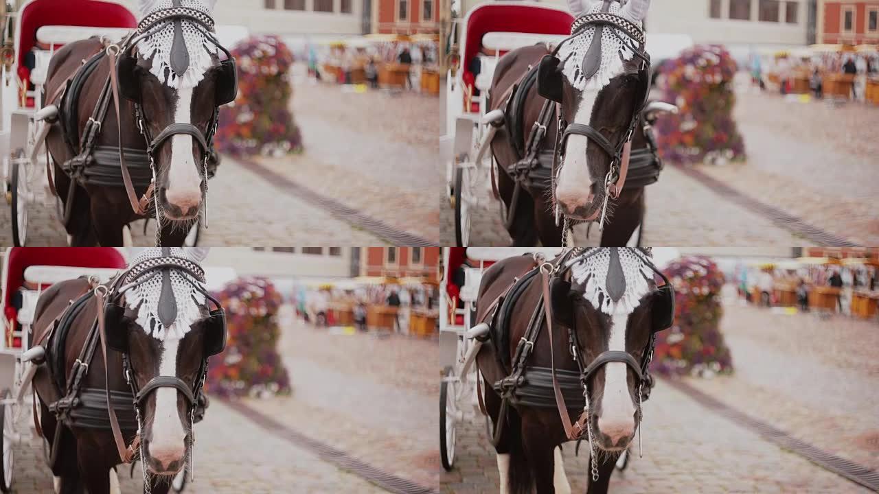 马的特写镜头被绑在一辆美丽的节日马车上，马车正站在鹅卵石铺成的广场上