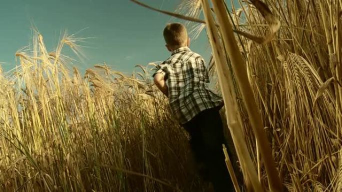 高清慢动作: 男孩在小麦中奔跑