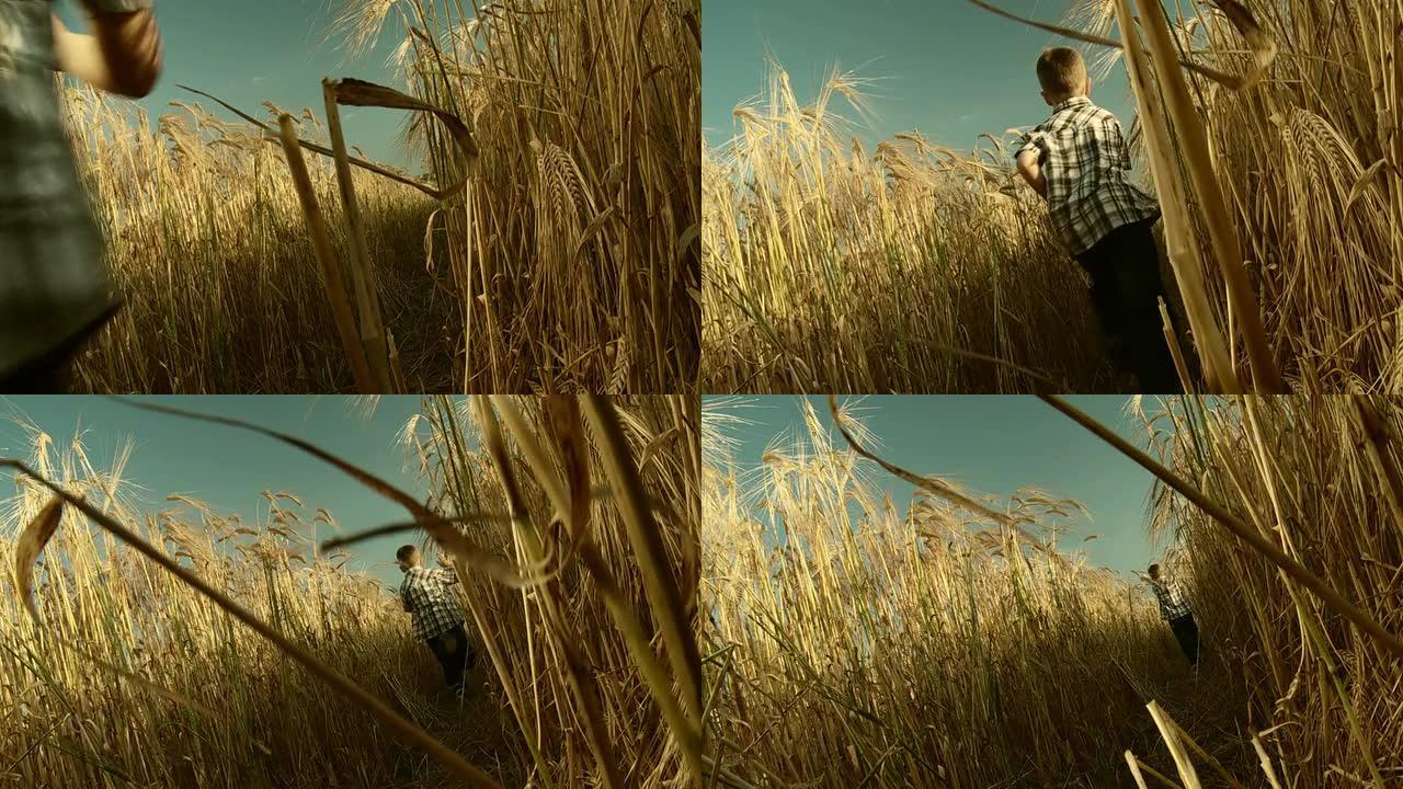 高清慢动作: 男孩在小麦中奔跑