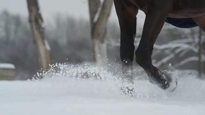 慢动作: 黑暗海湾种马在白色冬季的深雪毯子上行走