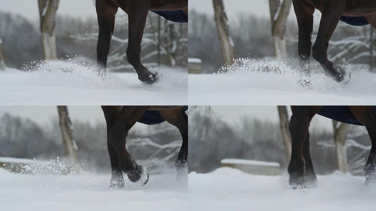 慢动作: 黑暗海湾种马在白色冬季的深雪毯子上行走
