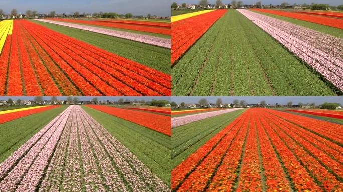 空中: 大片田野上令人惊叹的红色，粉红色和黄色成排的丰富开花郁金香