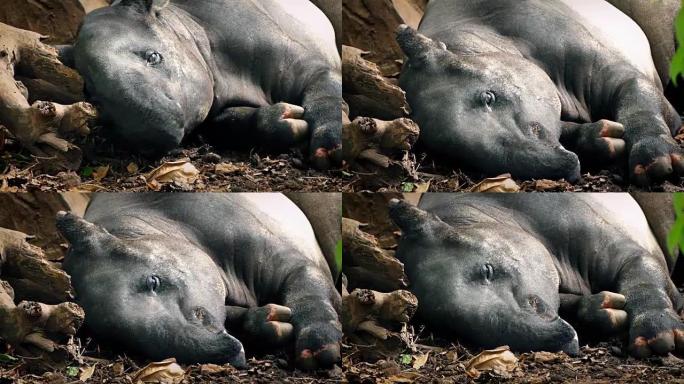 Tapir在丛林中休息