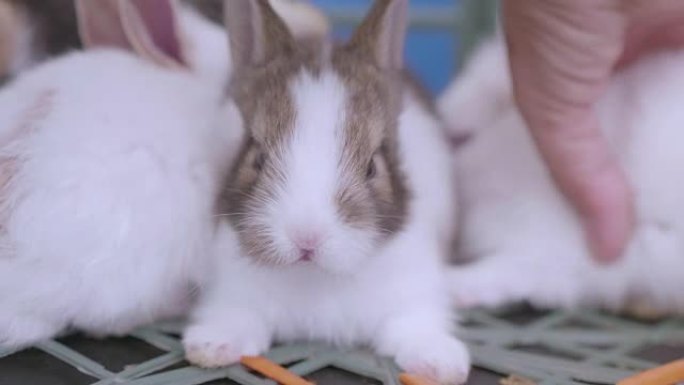 用胡萝卜喂养兔子