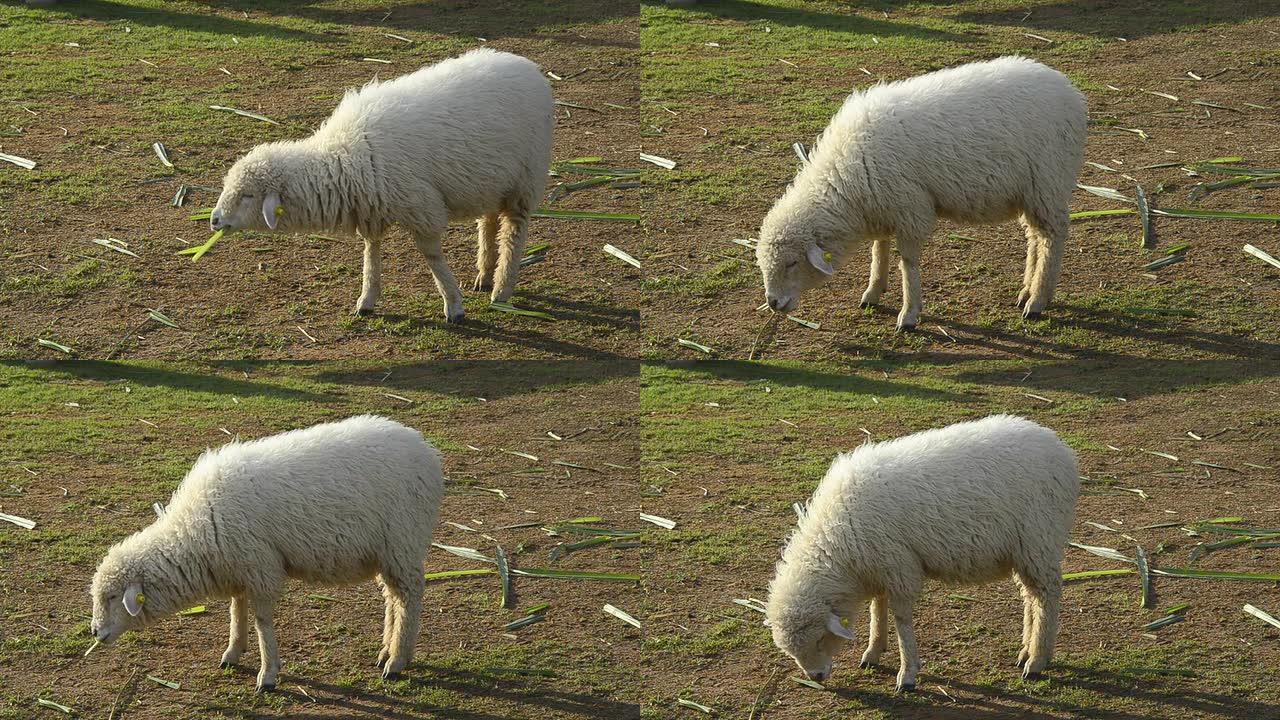 HD：绵羊