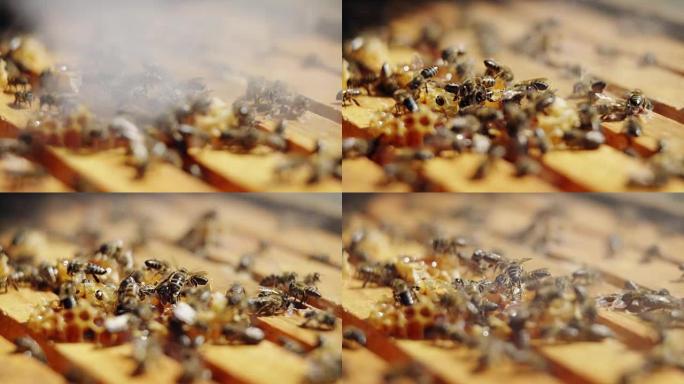蜜蜂覆盖的蜜蜂框架的特写