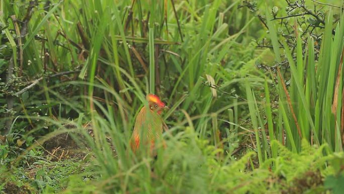 丛林猫头鹰瓷砖野生动物保护生物生态飞翔飞