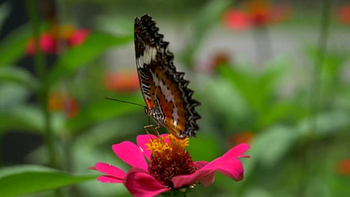 黑色和橙色的蝴蝶在喂食后飞离粉红色的花朵。慢动作