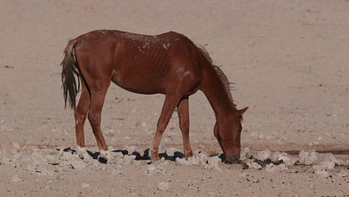 瘦弱的马吃粪便的4k视图