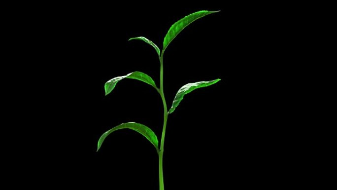 在蓝色背景上种植茶叶