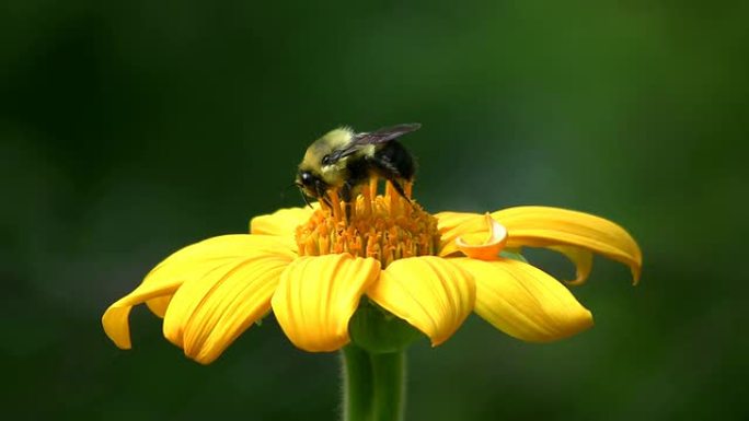 蜜蜂授粉花朵蜜蜂采蜜蜂蜜动物生物昆虫