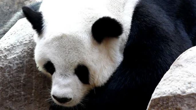 熊猫脸熊猫脸