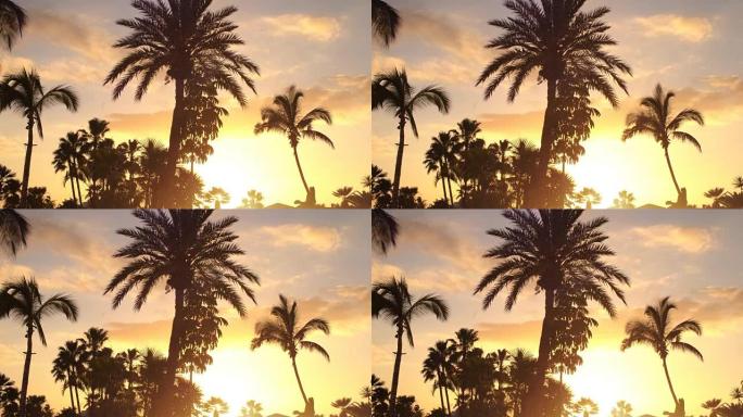 背景为夕阳的棕榈树森林的轮廓。