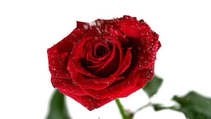 雨滴落在红玫瑰上
