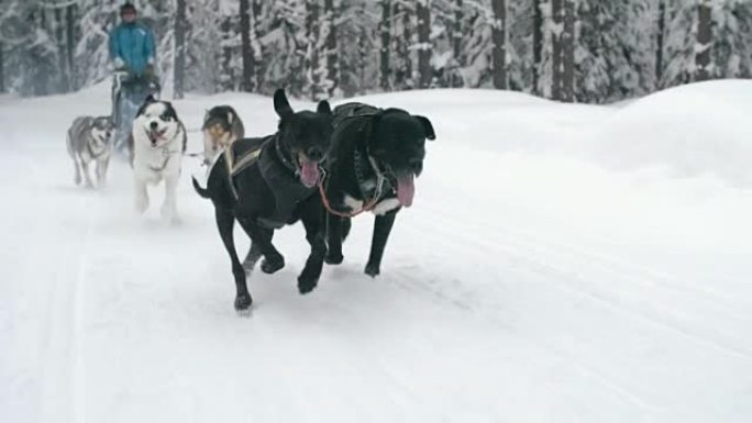 雪橇犬在雪道上奔跑