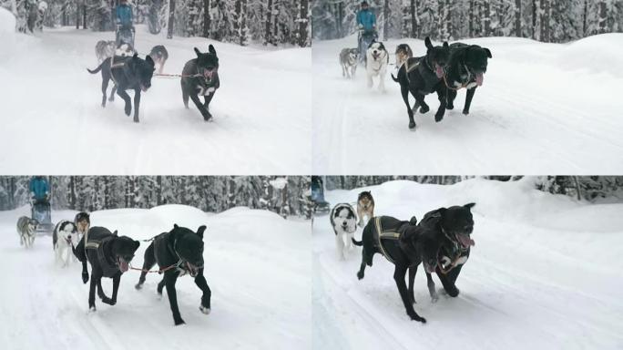 雪橇犬在雪道上奔跑