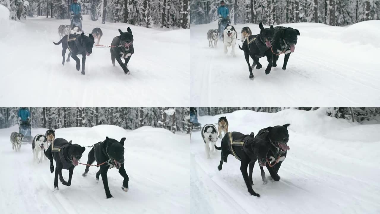 雪橇犬在雪道上奔跑